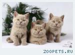 Британские котята окраса фавн