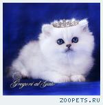Британские длинношерстные серебристые котята