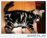 Британские котята черный мрамор из VIVIAN.