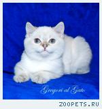 Эксклюзивные британцы голден-пойнт с фиалковыми глазками