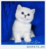 Британские котята шиншиллы c изумрудными глазками