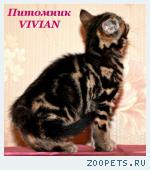 Британские котята мрамор из питомника VIVIAN