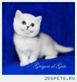 Британские котята шиншиллы c изумрудными глазками
