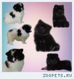 Щенок малого немецкого шпица продается