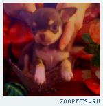 Щенки чихуахуа шоколад, лиловый с белым. Торг