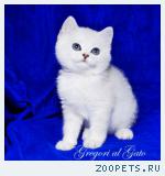 Британские котята шиншиллы c изумрудными глазками