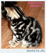 Британские котята мрамор из питомника VIVIAN