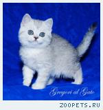 Британские серебристые котята окрас "Вискас"