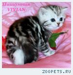 Британские котята вискас из питомника VIVIAN