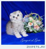 Вислоухие серебристые клубные котята