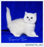 Британские котята шиншиллы c изумрудными глазками
