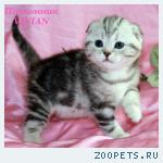 Шотландские вислоухие котята из питомника