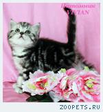 Британские котята черный мрамор из VIVIAN.