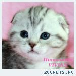 Шотландские вислоухие котята из питомника
