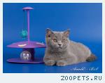 Британский котёнок