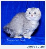 Вислоухие серебристые клубные котята