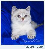 Эксклюзивные британцы золотой ликс пойнт голубоглазки