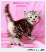 Британские котята шоколадный мрамор из VIVIAN
