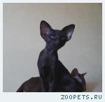 Ориентальные котята черного и шоколадного окраса