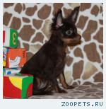 Той-терьер. Гладкошерстные и длинношерстные щенки