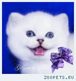 Эксклюзивные британцы шиншиллы с фиалковыми глазками