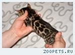 Бенгальские котята