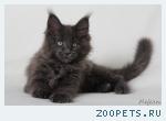 Мейн-кун котята от Чемпиона Мира 