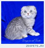 Вислоухие серебристые клубные котята