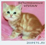 Британские котята мрамор из питомника VIVIAN