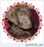 Продается шоколадный щенок Лабрадора!
