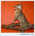 Бенгальские котята