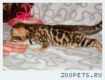 Бенгальские котята