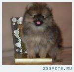 Померанского шпица щенки