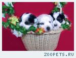Продаются щенки Бивер Йорка (РКФ)!