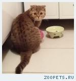 найдена вислоухая кошка!