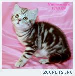 Британские котята шоколадный мрамор из VIVIAN