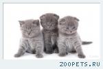 клубные котята питомника''sweettoy''