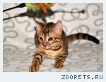 Отдам бенгальскую кошку