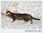 Бенгальские котята