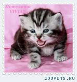 Британские котята вискас из питомника VIVIAN