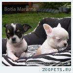 Чихуахуа расписные щенки