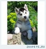 Щенки хаски