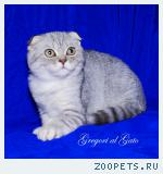 Вислоухие серебристые клубные котята