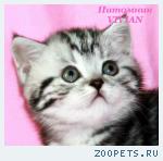 Британские котята вискас из питомника VIVIAN