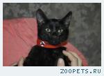Пропал котенок