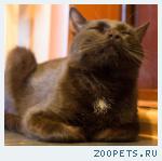 Найден кот!!!