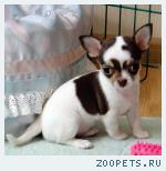 Чихуахуа,  расписная  девочка  Чара   