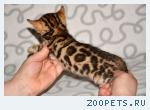 Бенгальские котята