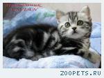 Британские котята вискас из питомника VIVIAN.