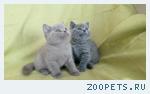 Продаю британских котят